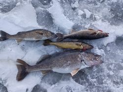 Three walleye fish caught in NY
