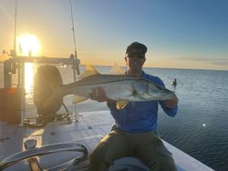 Snook, a 31-inch fish, caught while fishing in key west fl