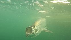 Fishing adventure in FL