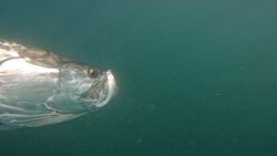 Fishing in Key West, Florida