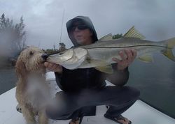 Snook, a 32-inch fish, caught while fishing in key west fl