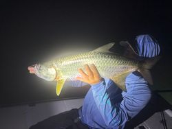 A fisherman catching a tarpon in Florida