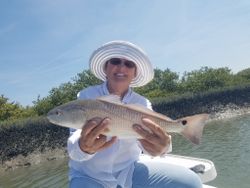 A large redfish reeled off the backcountry waters.