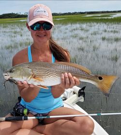 Tailing Redfish in Shallow Water, FL
