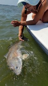Tailing Redfish in Shallow Water, FL
