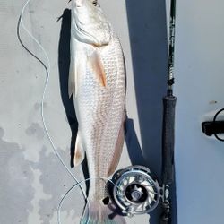 Redfish caught while fishing in FL