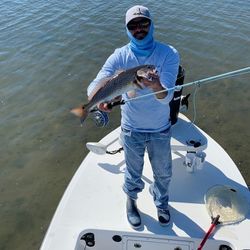 A single redfish caught in FL