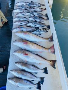 10 spotted weakfish caught in TX