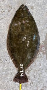 Summer Flounder fish caught in Galveston, Texas