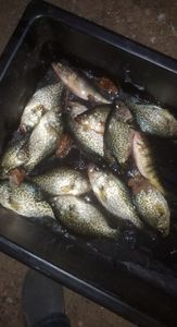 Three fish caught in the waters of Boulder Junction