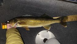 A Pike-Perch fish caught while fishing in WI
