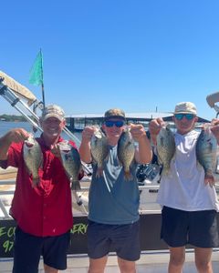 6 white crappie fish caught in TX