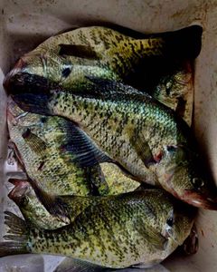Bluegill and white crappie fish in the waters of Alba