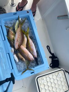 Cooler full of Mutton Snapper from Key Largo