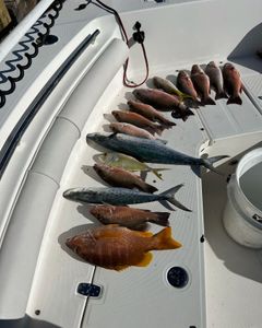 7 Spanish Mackerel and Grey Snapper fish in Florida