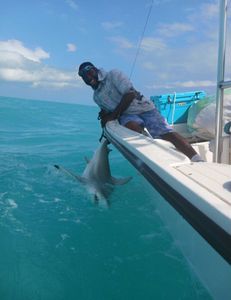 Shark in Key Largo