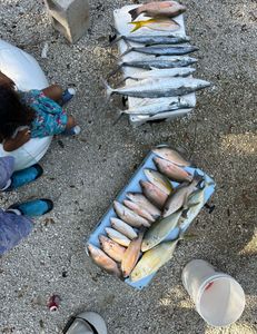 Two bar jack fish caught in Key Largo