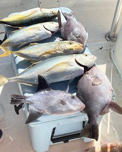 7 grey triggerfish caught in Key Largo