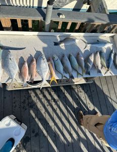 10 Florida Pompano, Grey Snapper fish caught in Key Largo