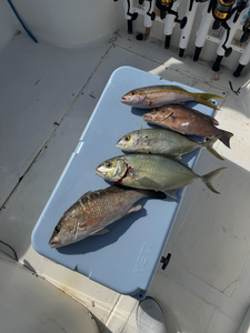 "Bountiful Catch: A Diverse Array of Fresh Fish Straight from the Sea."