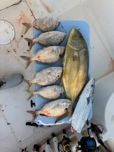 Diverse catch of various fish species, including a large tuna, displayed alongside fishing gear on a blue surface.