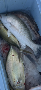 "Diverse Catch: A Vibrant Assortment of Freshly Landed Fish Awaiting Processing."