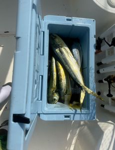 Two fish caught while fishing in FL