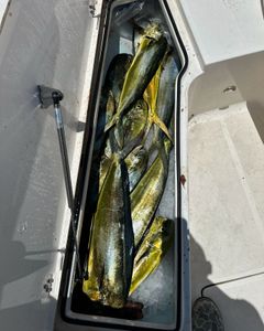 3 fish caught at Key Largo