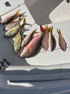5 fish caught while fishing in Key Largo
