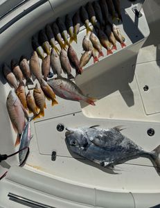 Four African Pompano fish in Key Largo