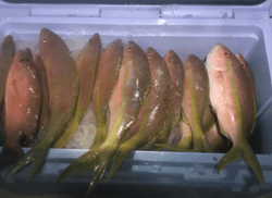 Four fish caught while fishing in Key Largo