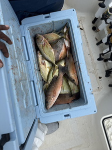 "Freshly caught fish awaiting processing in a utilitarian kitchen workspace."