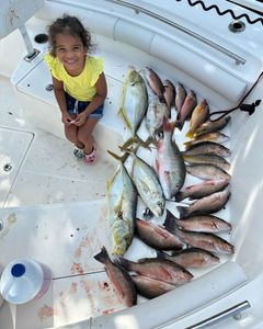 7 grey snapper and blue runner fish caught in FL
