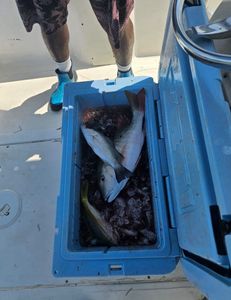 Grey Snapper in FL