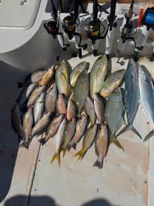 8 Grey Snapper fish in FL