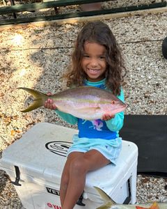 Two 18-inch fish caught while fishing in Key Largo