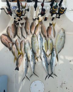 16 spanish mackerels, cero mackerels, little tunnies, and grey snappers caught in the waters near Key Largo