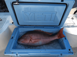 Mutton Snapper fish caught while fishing in FL
