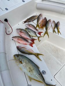 9 Mutton Snapper fish caught while fishing in Key Largo