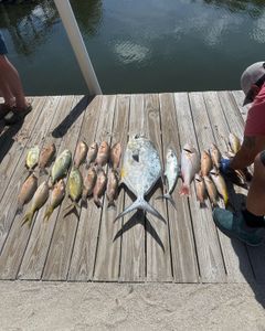 4 permit fish caught while fishing in Key Largo
