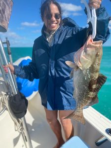 Vibrant red grouper fish caught in Key Largo
