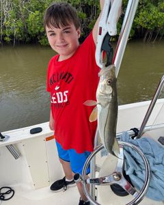 Snook fish caught while fishing in Key Largo