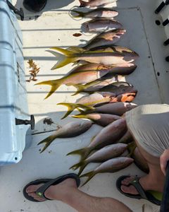 8 rainbow runner fish caught while fishing in Key Largo