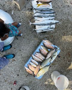 Two fish caught while fishing in Florida