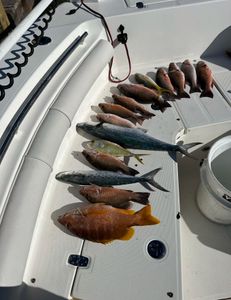 5 Spanish Mackerel and Grey Snapper fish caught in FL