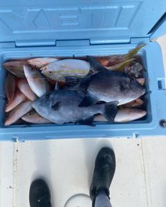 Two grey triggerfish caught while fishing in Key Largo