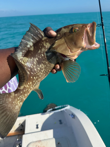 "Vibrant Catch: A Spotted Tropical Fish Pulled from the Serene Blue Ocean"