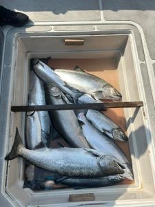 Three Chinook Salmon caught while fishing in NY