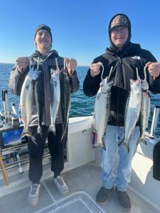Four Coho Salmon caught fishing in Olcott