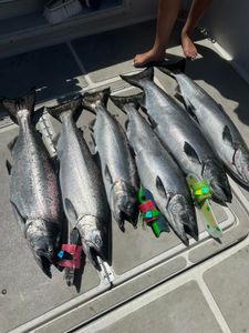 5 Chinook Salmon and Pink Salmon caught in Olcott